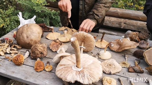 Эко-тропа "Лес": как мы в Листопадове по грибы ходили смотреть онлайн