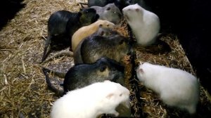 В каком возрасте лучше забить нутрию на мясо?