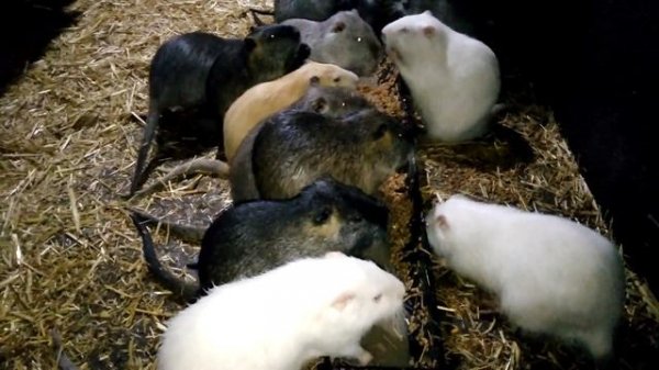 В каком возрасте лучше забить нутрию на мясо?