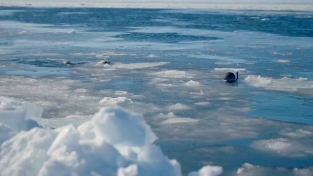 Это Представители Самых Пушистых Животных в Мире смотреть онлайн