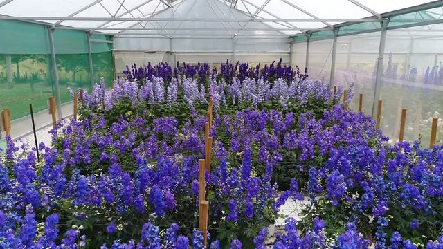 Dowdeswell's Delphiniums Full Drone Footage смотреть онлайн