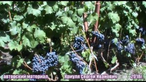 Виноград Руслан  селекции В. Загорулько (Ruslan Grapes)