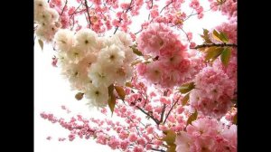 С 8 Марта Сестрёнка