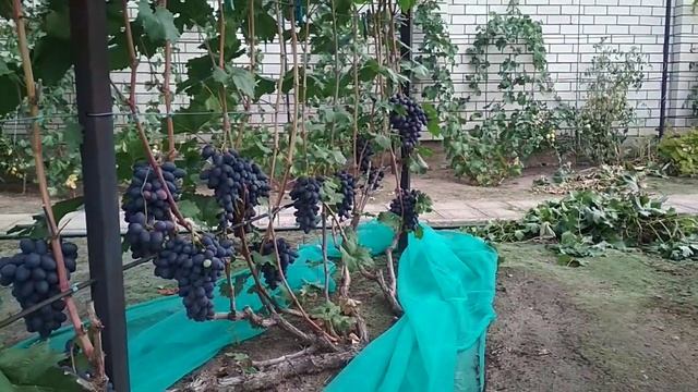 Виноград Велика.