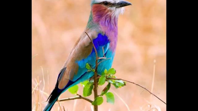 Красивые Птицы Пение Птиц Расслабляемся на гамаке 1 смотреть онлайн