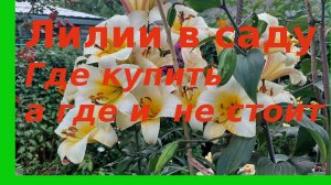 Лилии в моем в саду. Красивые сорта и где их взять.