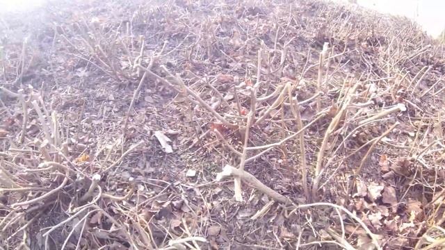 Реновация спиреи березолистной смотреть онлайн