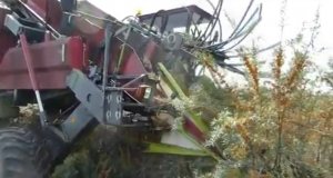 Комбайн для сбора облепихи