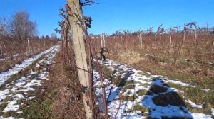 Как выращивают ежевику в Польше 2022