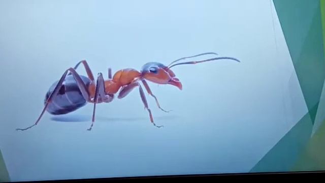 "В гостях у хозяйки луга" смотреть онлайн