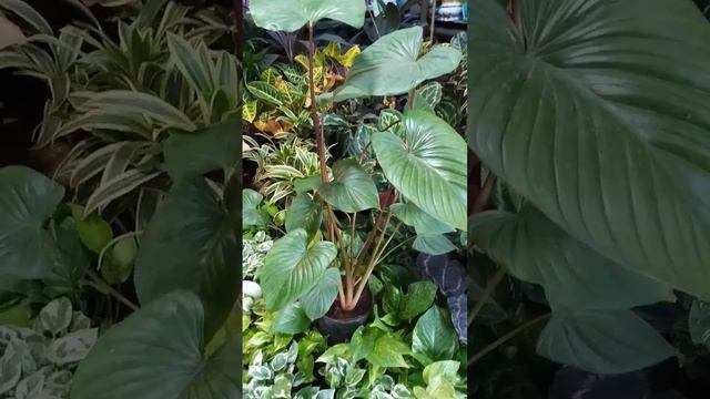 HOMALOMENA #naturelovebyprashantgv смотреть онлайн