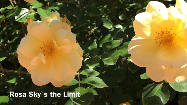 РОЗА СКАЙ ИЗ ЗЕ ЛИМИТ смотреть онлайн