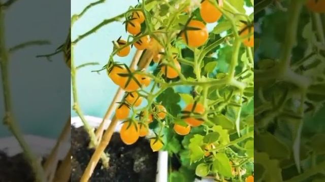 Как вырастить томат на балконе, окне. Томат Берри Баскет Ело. Лучшие томаты. Экзотика. смотреть онлайн