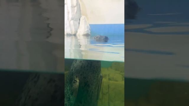 Underwater world?морской котик? смотреть онлайн