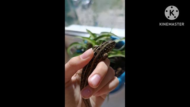 как определить пол у прытких ящериц.Разные способы смотреть онлайн