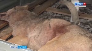 Массовый отстрел волков идет лесах Прионежья