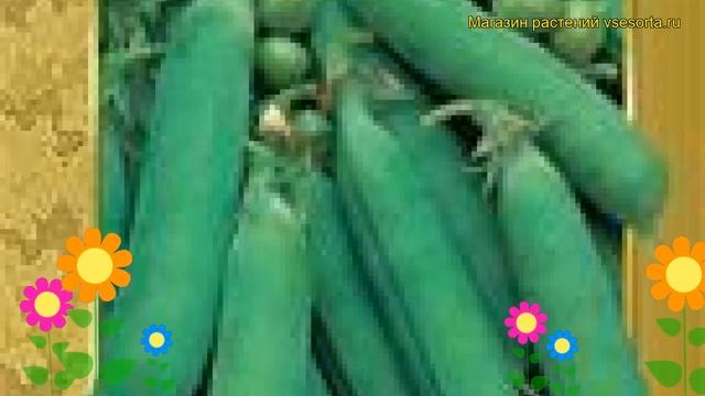 Горох Орегон (Горох Oregon). Краткий обзор, описание характеристик, где купить семена Oregon