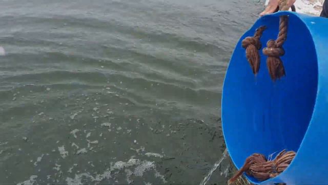 18 марта 2021 г , ежедневный запуск форели. смотреть онлайн