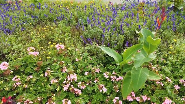 Оригинальные осенние клумбы Blumenhof im Rheinpark смотреть онлайн
