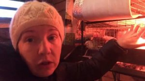 холодрыга в курятнике\\перепела зимой\\курочка тусит со всеми
