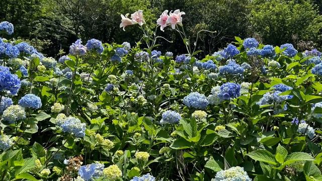 Kao’s Hydrangea Garden in Northern Taiwan смотреть онлайн