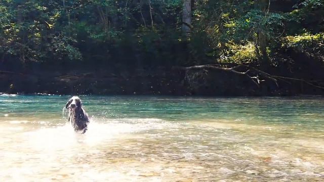 Flatcoated Retriever (Ida) смотреть онлайн