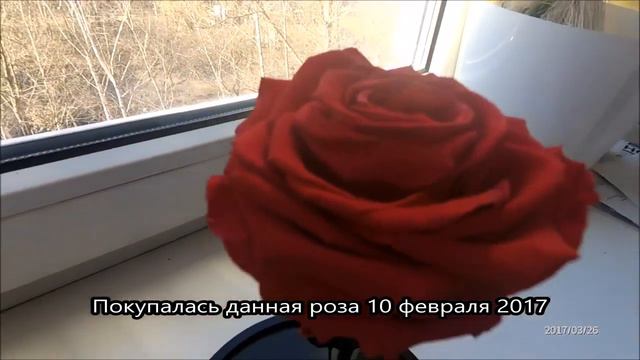 Роза в колбе 1,5 месяца спустя смотреть онлайн