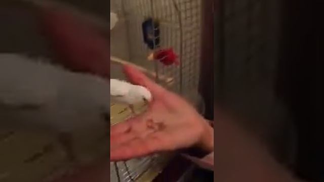 Каннский фестиваль и "Жизнь Адель" смотреть онлайн