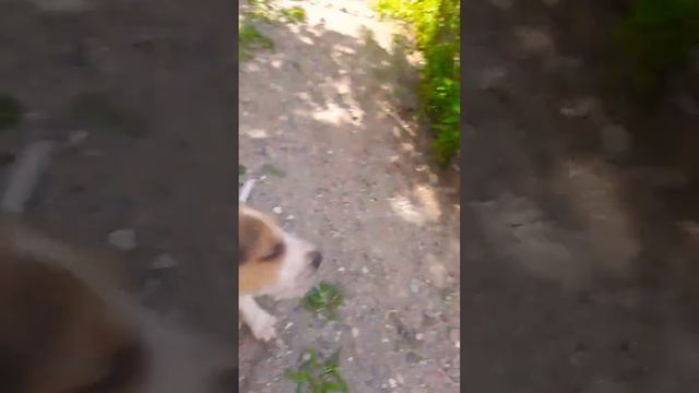 у меня появилась собачка 🐶🥰💘 смотреть онлайн