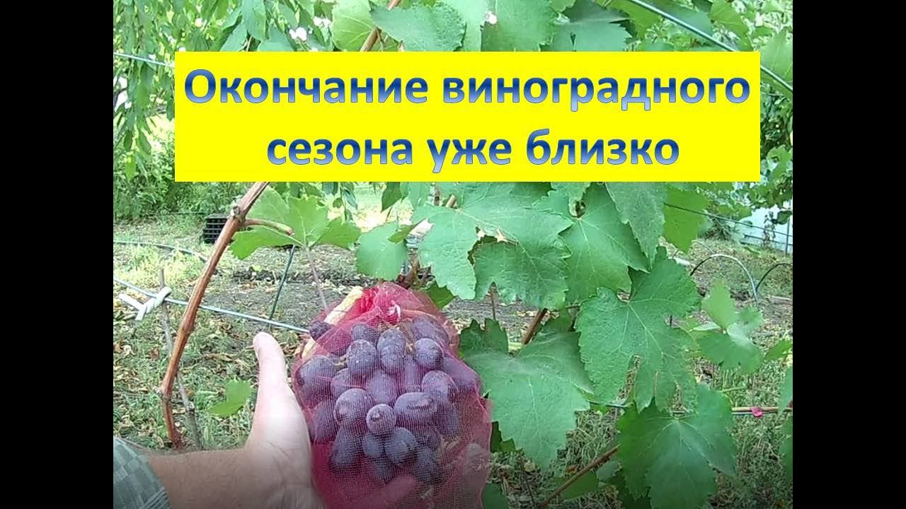 Вызревание лозы, работы на винограднике в сентябре. Состояние клубники и малины на 11.09.2022 смотреть онлайн