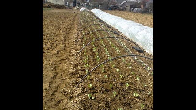 Выращивание ранней капусты под пленкой смотреть онлайн