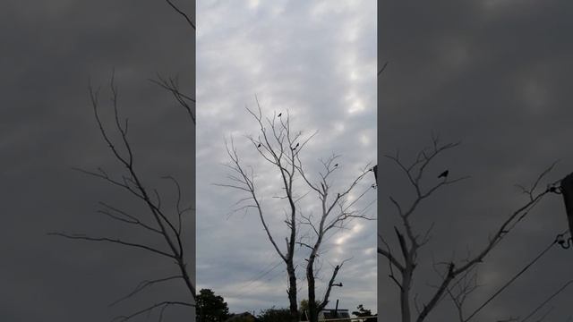 Самая жуткая птица в нашем селе, это ворона! смотреть онлайн