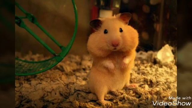 Милые фотки лесных зверей смотреть онлайн