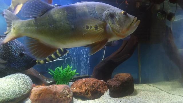 Астронотус Альбинос смотреть онлайн