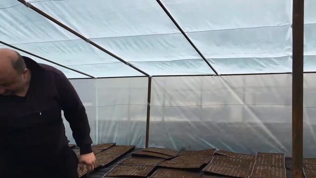 Как получить ранний урожай арбузов.Посев овощей и бахчевых в теплицах. смотреть онлайн