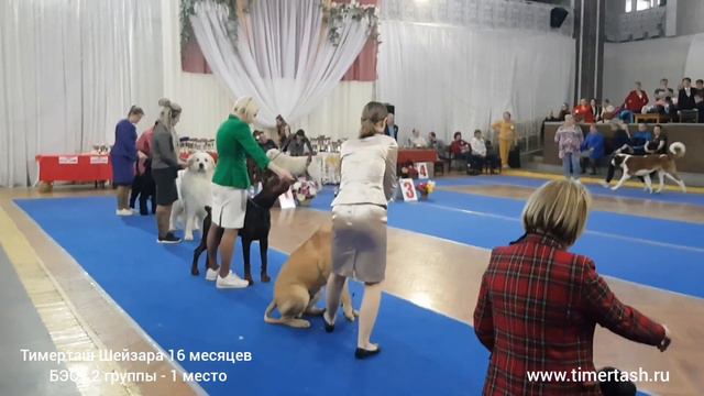 14 марта 2020 Выставка собак г. Пермь, эксперт Титов М.А. Класс Промежуточный ТИМЕРТАШ ШЕЙЗАРА 16 м смотреть онлайн