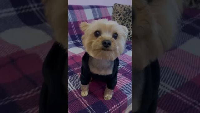 Груминг йорка #стрижкайорка #грумер #йоркширскийтерьер #грумингйорка смотреть онлайн