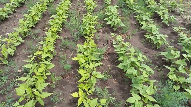 Немного о розах. Почему сажаем бобовые. Клубника в покрышка - плодоносит. смотреть онлайн