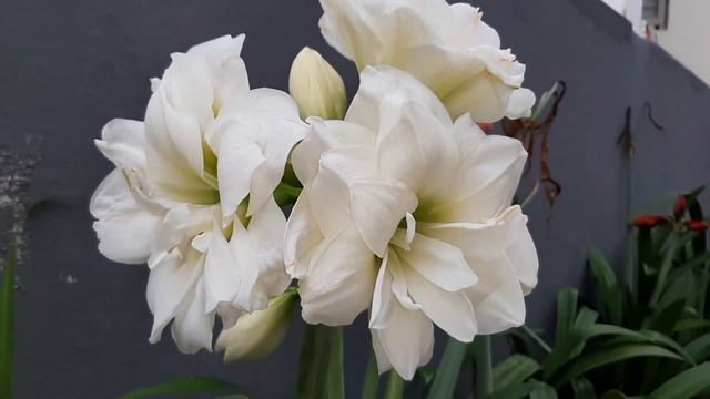 AMARYLLIS ALASKA #amaryllis #hippeastrum смотреть онлайн
