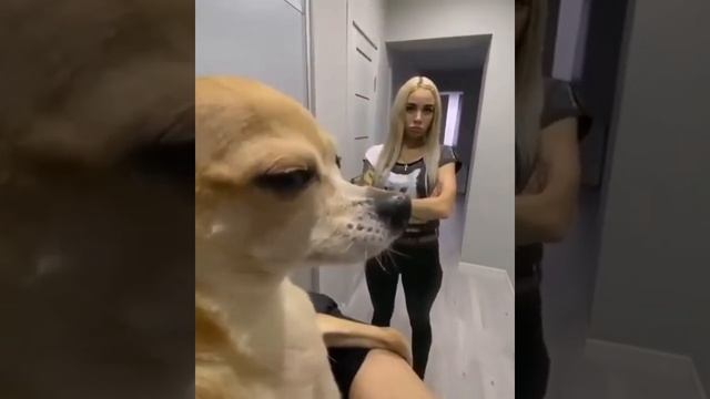 Смотри какая обезьяна смотреть онлайн