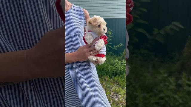 Мальчишка Мальтипу.Щенки 🥰продажа смотреть онлайн