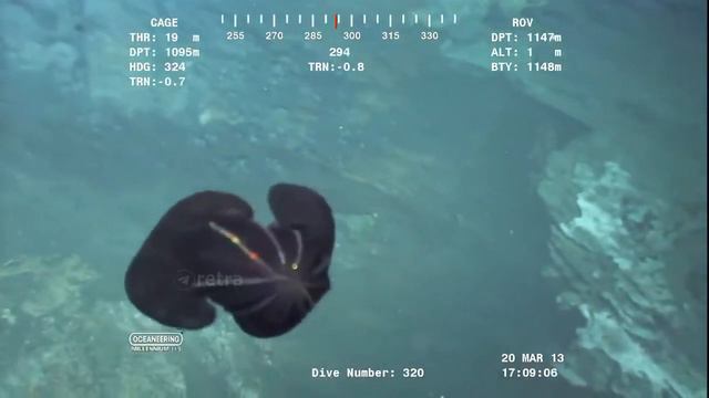 Это не инопланетянин, а осьминог (вроде бы). Его обнаружили на глубине более километра под водой смотреть онлайн