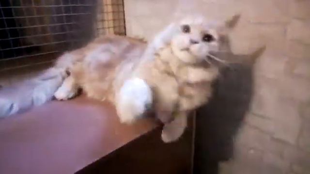 Кремовый солидный 🐈 мальчик полидакт Мейн-кун смотреть онлайн