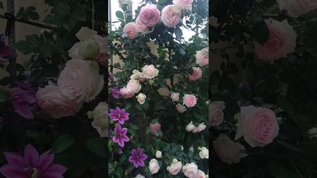 Пьер де Ронсар смотреть онлайн