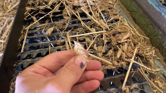 Стоп! Высокая влажность пшеницы 16%.