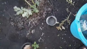 Подкормка дынь и арбузов в  Августе