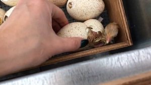 Инкубация индюшиных яиц Хайбрид конвертер, Франция // Hybrid Converter