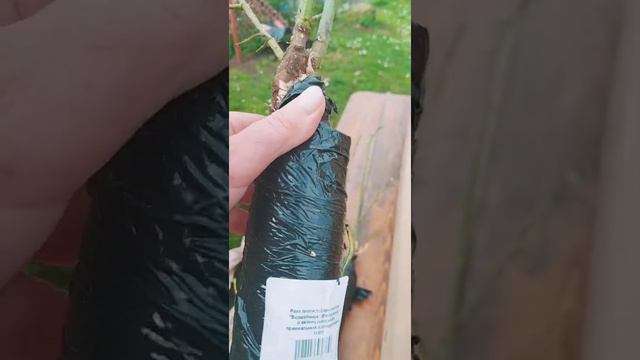 Обзор посылки из питомника... розы... смотреть онлайн