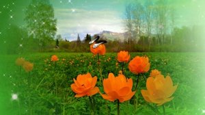 Футаж. Летний пейзаж 3