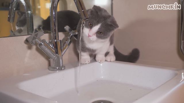 Kitten Vs Water